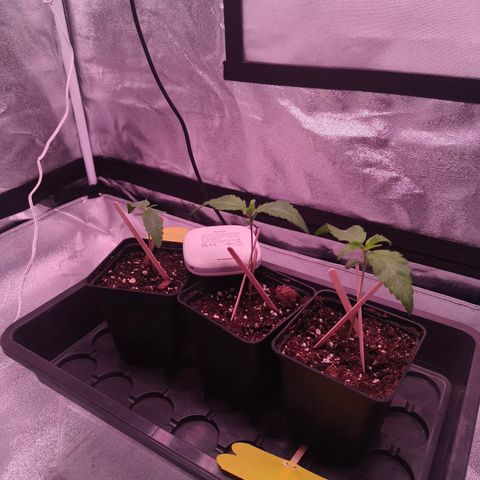 Lemon Orange GHS growlog timeline photo