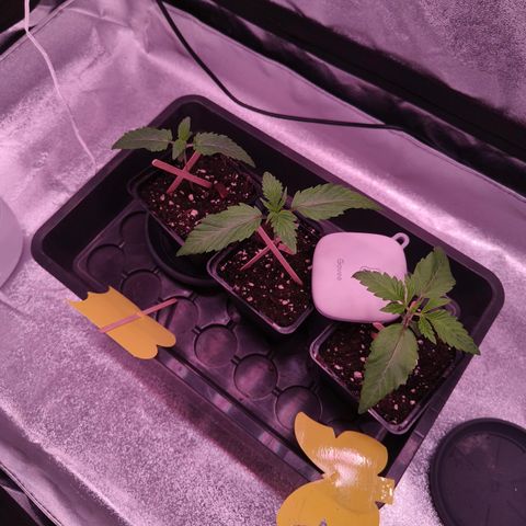 Lemon Orange GHS growlog timeline photo