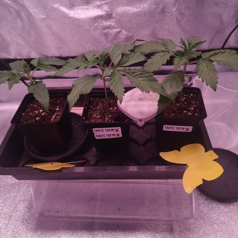 Lemon Orange GHS growlog timeline photo