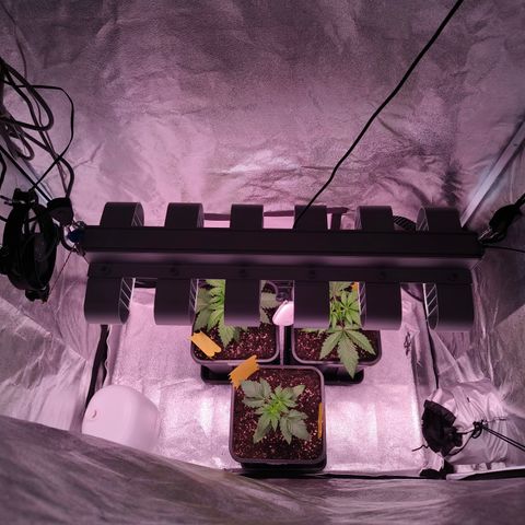 Lemon Orange GHS growlog timeline photo