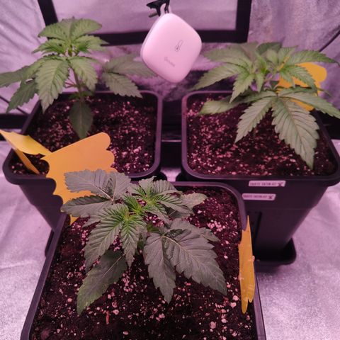 Lemon Orange GHS growlog timeline photo