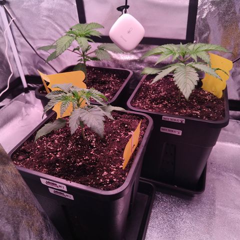 Lemon Orange GHS growlog timeline photo