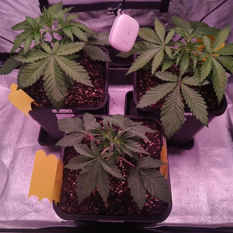 Lemon Orange GHS growlog timeline photo