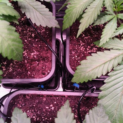 Lemon Orange GHS growlog photo: Vivosun Flexfeed aufgebaut, weil ab morgen 5 Tage Urlaub 