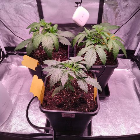 Lemon Orange GHS growlog photo: Vivosun Flexfeed aufgebaut, weil ab morgen 5 Tage Urlaub 