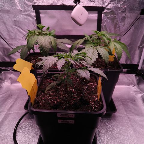 Lemon Orange GHS growlog photo: Vivosun Flexfeed aufgebaut, weil ab morgen 5 Tage Urlaub 