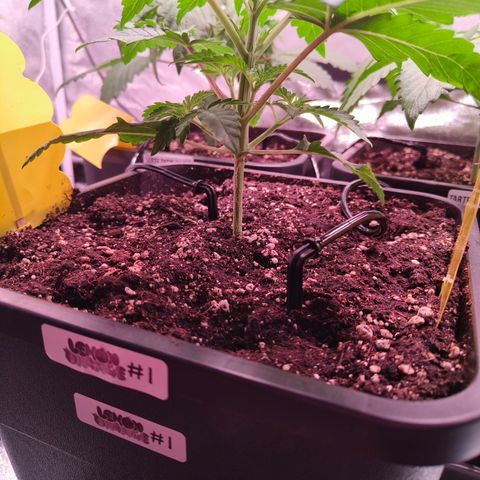 Lemon Orange GHS growlog photo: Vivosun Flexfeed aufgebaut, weil ab morgen 5 Tage Urlaub 
