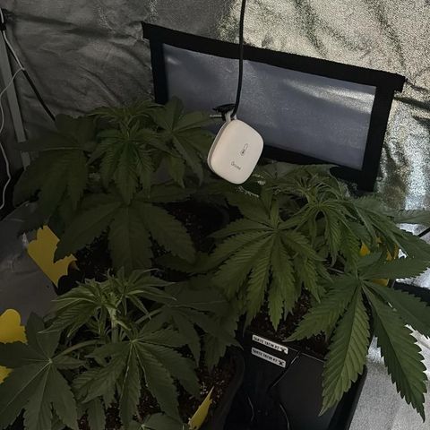 Lemon Orange GHS growlog timeline photo