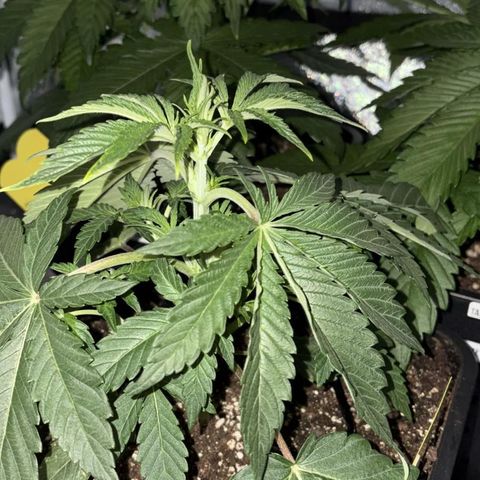 Lemon Orange GHS growlog timeline photo