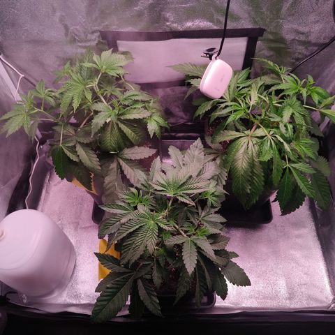 Lemon Orange GHS growlog timeline photo