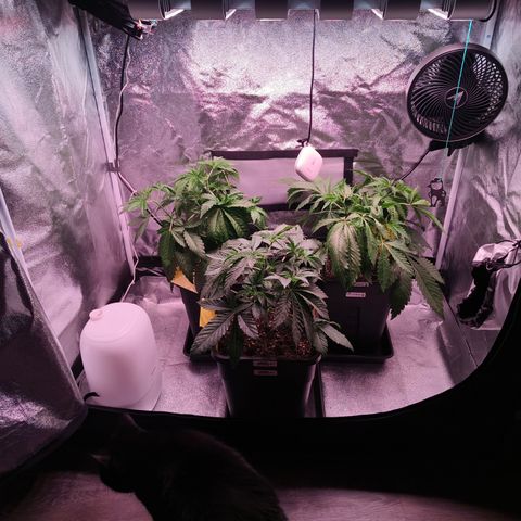 Lemon Orange GHS growlog timeline photo