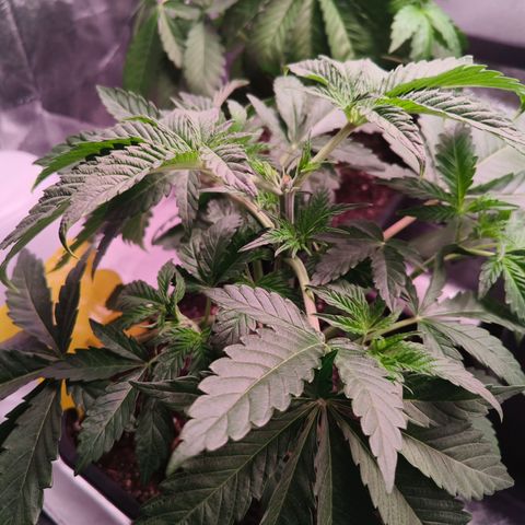 Lemon Orange GHS growlog photo: Topping 