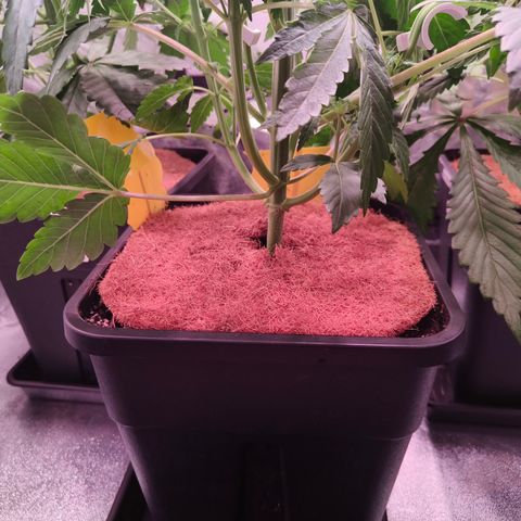 Lemon Orange GHS growlog photo: Kokos Matte 