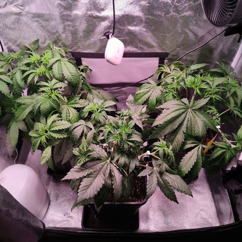 Lemon Orange GHS growlog timeline photo