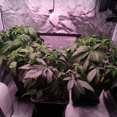 Lemon Orange GHS growlog timeline photo