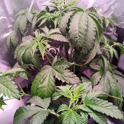 Lemon Orange GHS growlog timeline photo