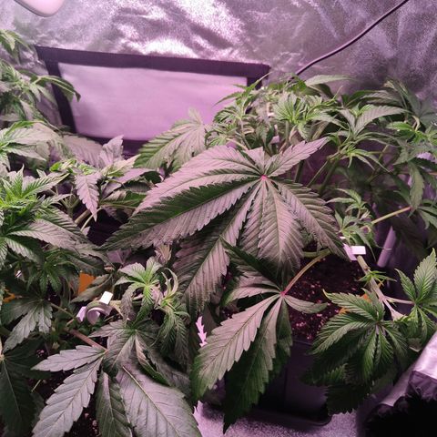 Lemon Orange GHS growlog timeline photo