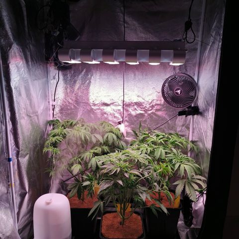 Lemon Orange GHS growlog timeline photo