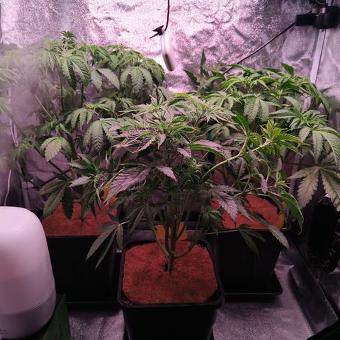 Lemon Orange GHS growlog timeline photo