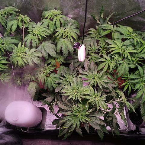 Lemon Orange GHS growlog timeline photo