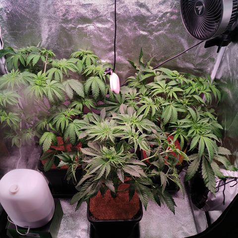 Lemon Orange GHS growlog timeline photo