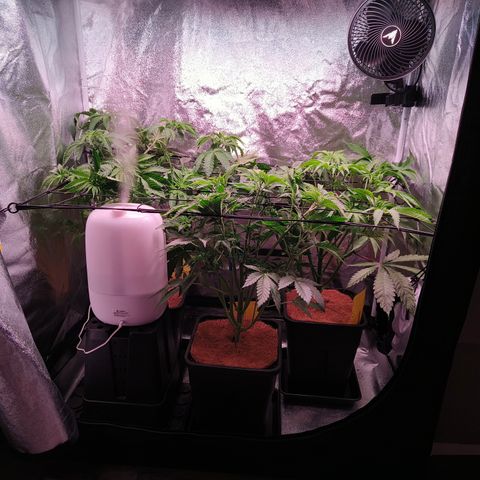 Lemon Orange GHS growlog timeline photo