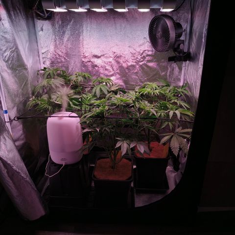 Lemon Orange GHS growlog timeline photo
