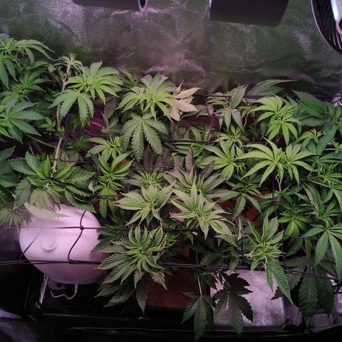 Lemon Orange GHS growlog timeline photo