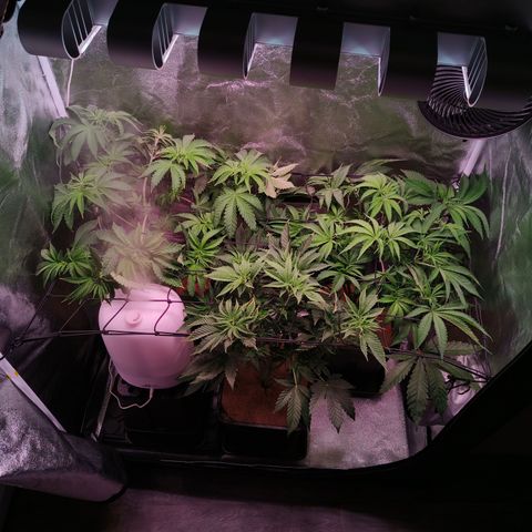 Lemon Orange GHS growlog timeline photo