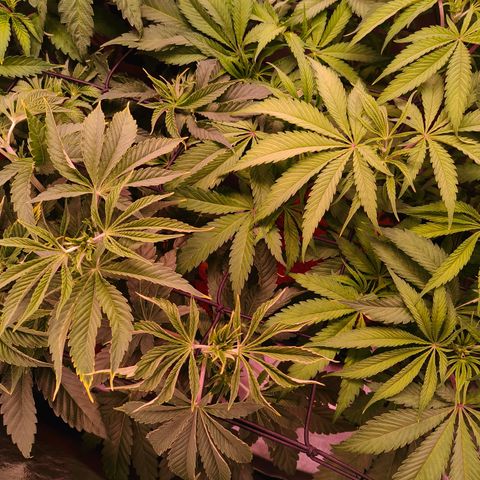 Lemon Orange GHS growlog photo: Lichtstress denke ich 
Lampe auf die andere Seite des Zelts verschoben 