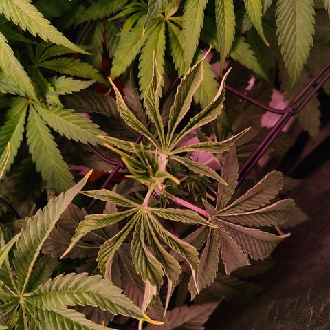 Lemon Orange GHS growlog photo: Lichtstress denke ich 
Lampe auf die andere Seite des Zelts verschoben 