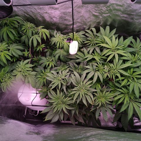 Lemon Orange GHS growlog timeline photo