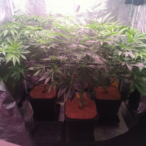 Lemon Orange GHS growlog timeline photo