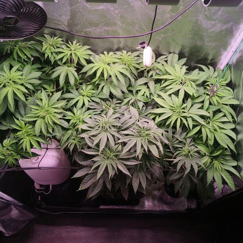 Lemon Orange GHS growlog timeline photo