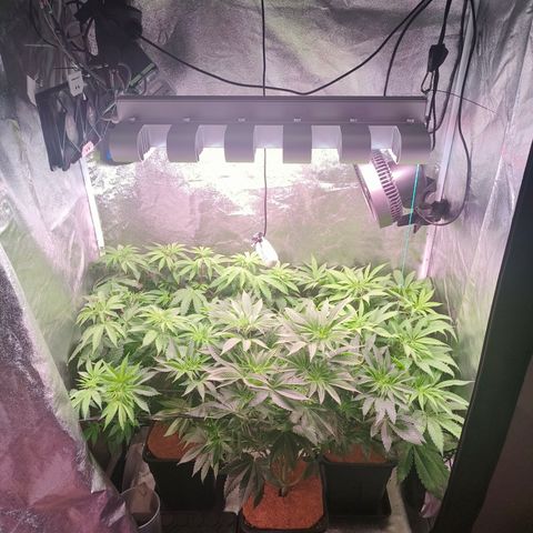 Lemon Orange GHS growlog timeline photo