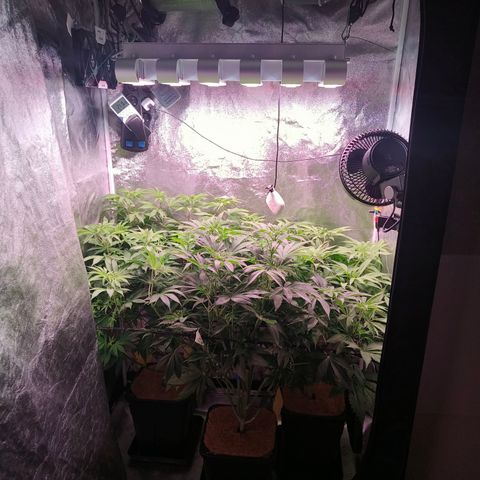 Lemon Orange GHS growlog timeline photo