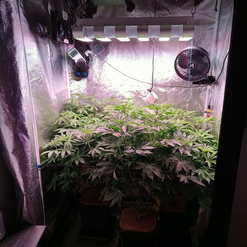 Lemon Orange GHS growlog timeline photo