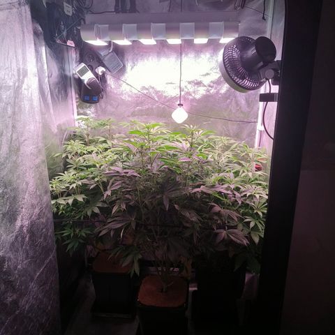 Lemon Orange GHS growlog timeline photo