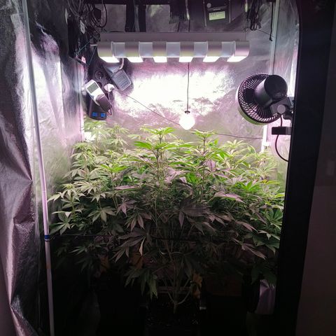 Lemon Orange GHS growlog timeline photo