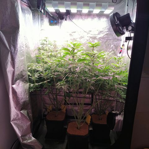 Lemon Orange GHS growlog photo: Vorher