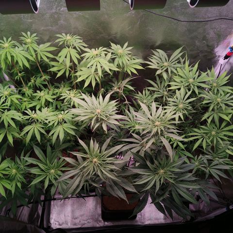 Lemon Orange GHS growlog photo: Nachher 