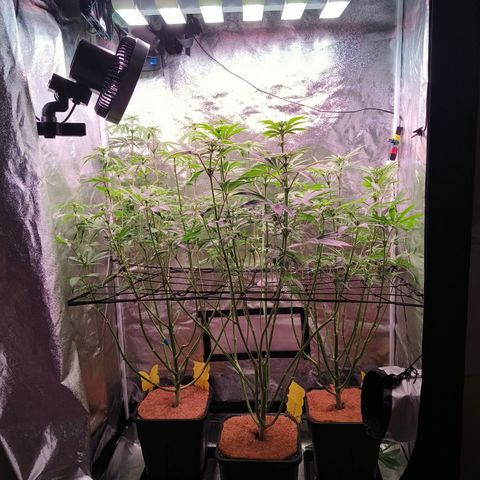 Lemon Orange GHS growlog photo: Nachher 