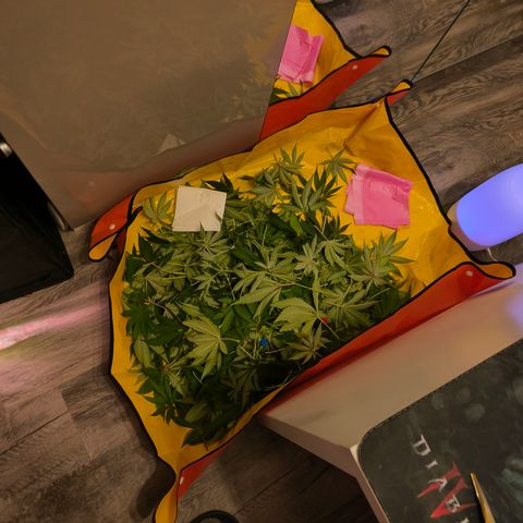 Lemon Orange GHS growlog timeline photo