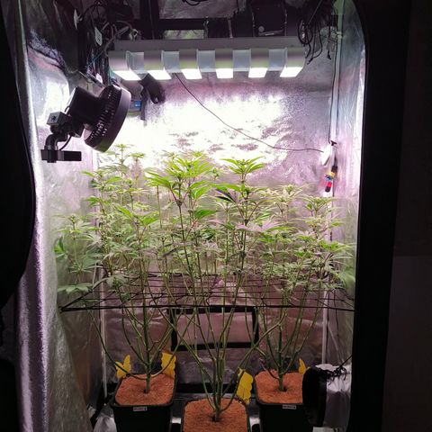 Lemon Orange GHS growlog timeline photo