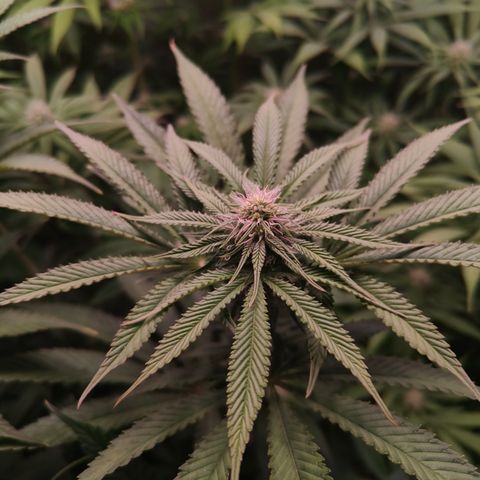 Lemon Orange GHS growlog timeline photo