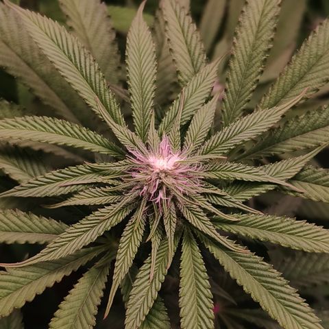 Lemon Orange GHS growlog timeline photo