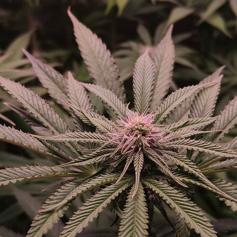 Lemon Orange GHS growlog timeline photo