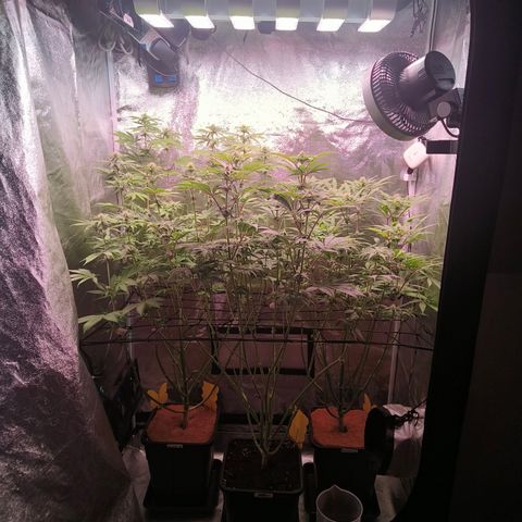 Lemon Orange GHS growlog timeline photo