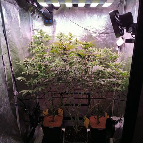 Lemon Orange GHS growlog timeline photo
