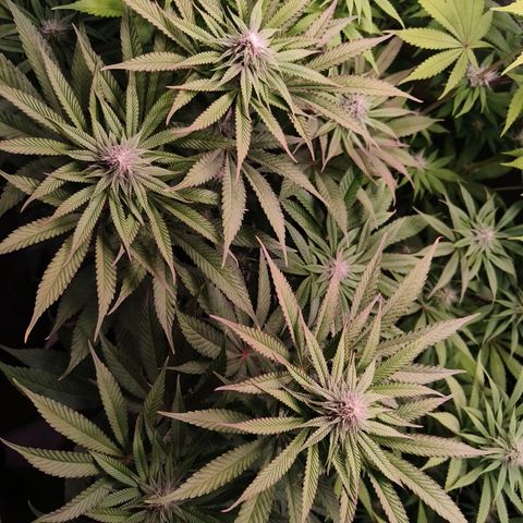 Lemon Orange GHS growlog timeline photo